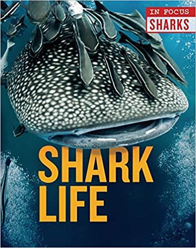 okumak Shark Life (In Focus)