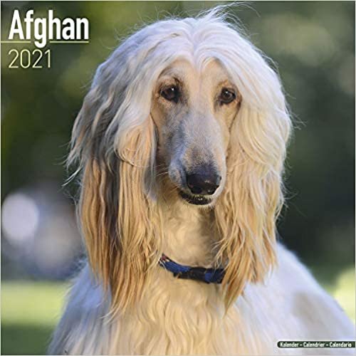 okumak Afghan - Afghanen 2021: Original Avonside-Kalender [Mehrsprachig] [Kalender] (Wall-Kalender)