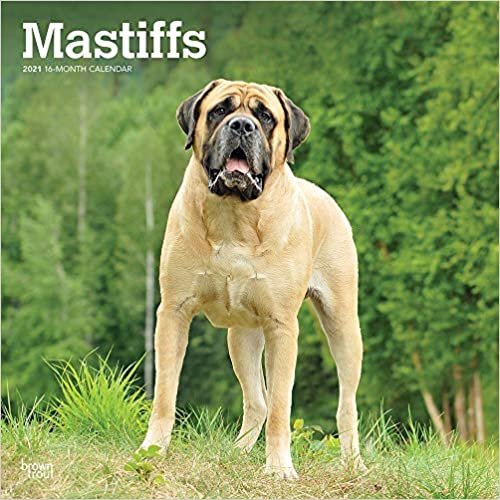 okumak Mastiffs 2021 - 16-Monatskalender mit freier DogDays-App: Original BrownTrout-Kalender [Mehrsprachig] [Kalender] (Wall-Kalender)