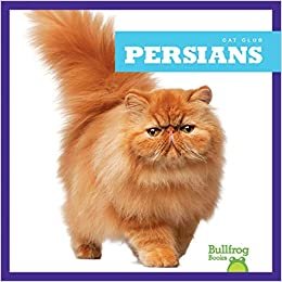 okumak Persians (Cat Club)
