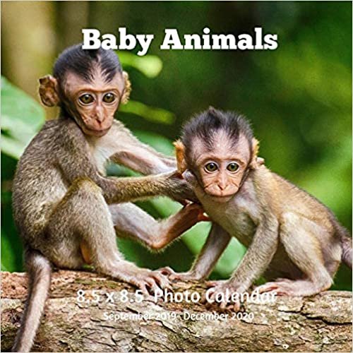 okumak Baby Animals 8.5 X 8.5 Calendar September 2019 -December 2020: Monthly Calendar with U.S./UK/ Canadian/Christian/Jewish/Muslim Holidays-Horses Animal Nature