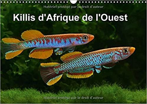 okumak Killis D&#39;afrique De L&#39;ouest 2017: Poissons Colores (Calvendo Animaux)