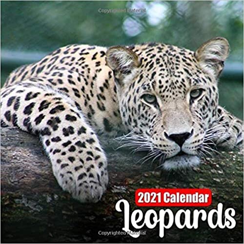 okumak Calendar 2021 Leopards: Cute Leopard Photos Monthly Mini Calendar