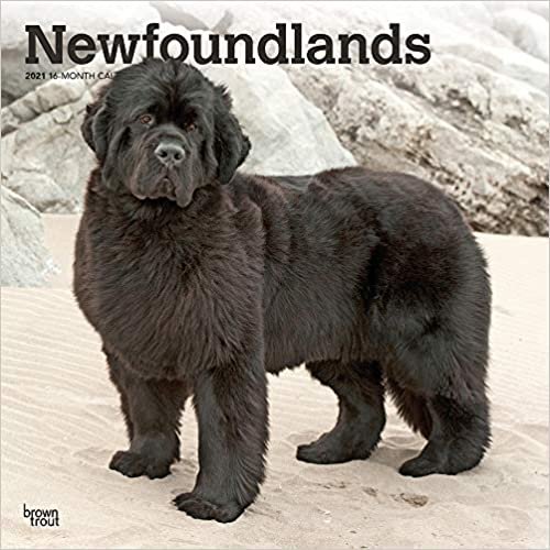 okumak Newfoundlands - Neufundländer 2021 - 16-Monatskalender mit freier DogDays-App: Original BrownTrout-Kalender [Mehrsprachig] [Kalender] (Wall-Kalender)