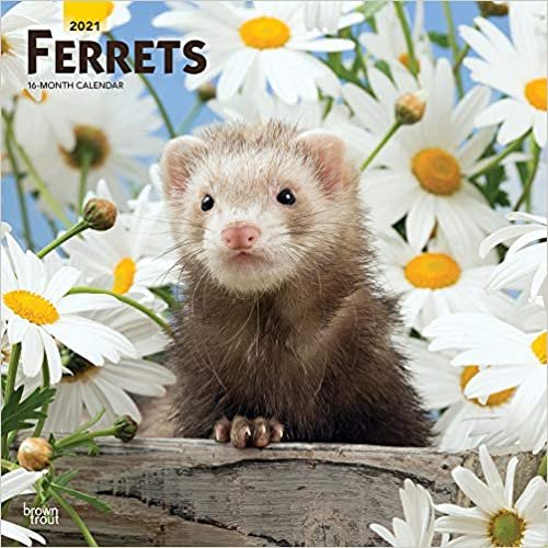 okumak Ferrets - Frettchen 2021 - 16-Monatskalender: Original BrownTrout-Kalender [Mehrsprachig] [Kalender] (Wall-Kalender)