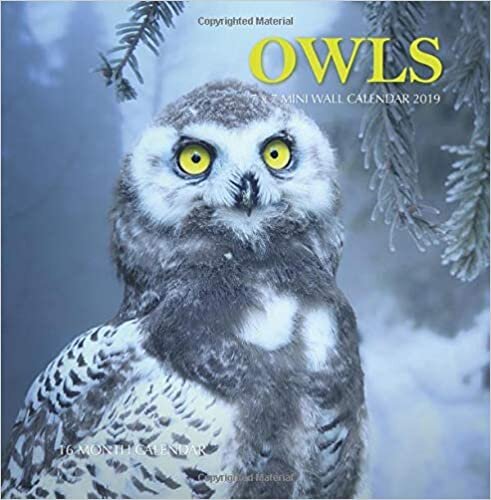 okumak Owls 7 x 7 Mini Wall Calendar 2019: 16 Month Calendar
