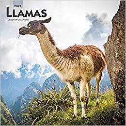 okumak Llamas - Lamas 2021- 16-Monatskalender: Original BrownTrout-Kalender [Mehrsprachig] [Kalender] (Wall-Kalender)
