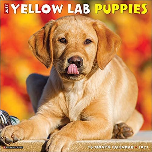 okumak Just Yellow Lab Puppies 2021 Calendar