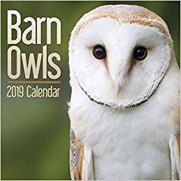 okumak Barn Owls M 2019
