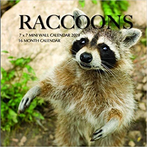 okumak Raccoons 7 x 7 Mini Wall Calendar 2021: 16 Month Calendar