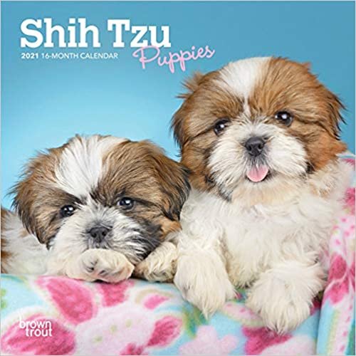 okumak Shih Tzu Puppies 2021 Calendar
