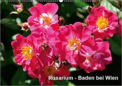 okumak Baden bei Wien - Rosarium (Wandkalender 2021 DIN A2 quer): Das größte Rosarium Österreichs liegt in Baden bei Wien (Monatskalender, 14 Seiten )