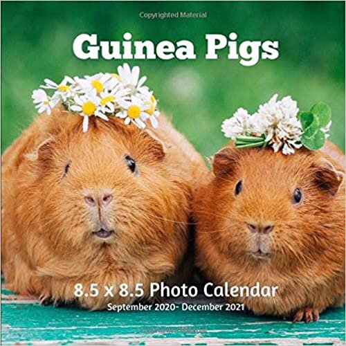 okumak Guinea Pigs 8.5 X 8.5 Calendar September 2020 -December 2021: Monthly Calendar with U.S./UK/ Canadian/Christian/Jewish/Muslim Holidays- Rodent Pets