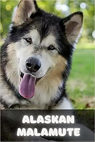 okumak Аlаskаn Mаlаmutе: Complete breed guide