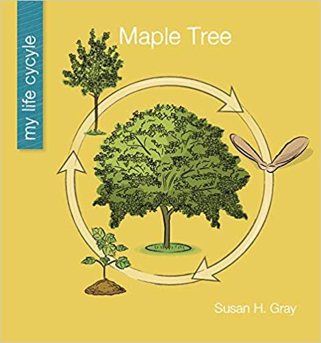okumak Maple Tree (My Early Library: My Life Cycle)