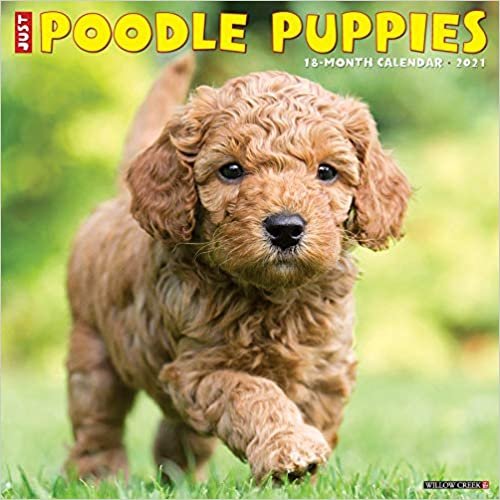 okumak Just Poodle Puppies 2021 Calendar