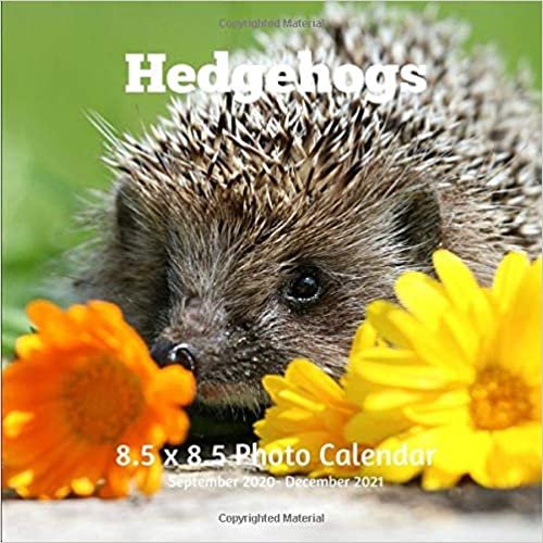 okumak Hedgehogs 8.5 X 8.5 Calendar September 2020 -December 2021: Monthly Calendar with U.S./UK/ Canadian/Christian/Jewish/Muslim Holidays-Nature Animals Wildlife