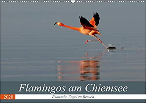 okumak Flamingos am Chiemsee (Wandkalender 2020 DIN A2 quer): Exotische Vögel zu Besuch (Monatskalender, 14 Seiten )