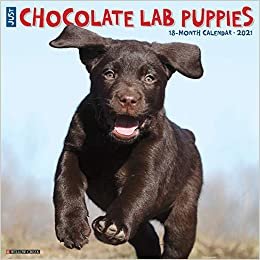 okumak Just Chocolate Lab Puppies 2021 Calendar