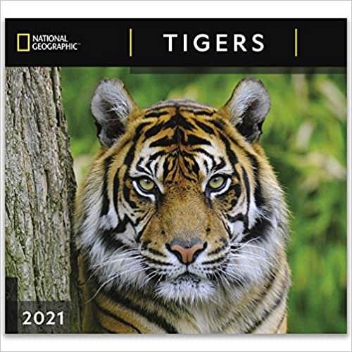 okumak National Geographic Tigers 2021 Wall Calendar