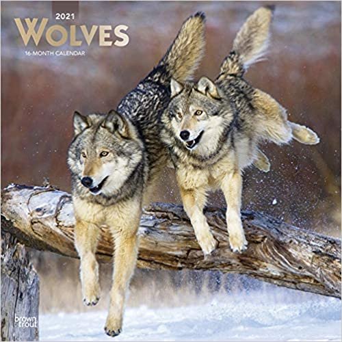 okumak Wolves - Wölfe 2021 - 16-Monatskalender: Original BrownTrout-Kalender [Mehrsprachig] [Kalender] (Wall-Kalender)