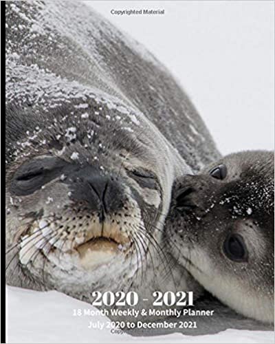 okumak 2020 -2021 18 Month Weekly and Monthly Planner July 2020 to December 2021: Mother Seal and Seal Pup- Monthly Calendar with U.S./UK/ ... Review/Notes 8 x 10 in.- Animal Nature Ocean