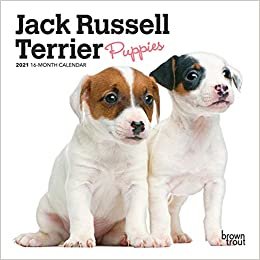 okumak Jack Russell Terrier Puppies 2021 Calendar