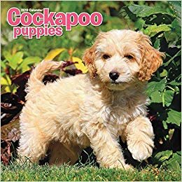 okumak Cockapoo Puppies M 2019