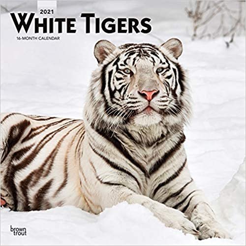 okumak White Tigers - Weiße Tiger 2021 - 16-Monatskalender: Original BrownTrout-Kalender [Mehrsprachig] [Kalender] (Wall-Kalender)