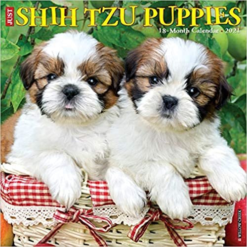 okumak Just Shih Tzu Puppies 2021 Calendar