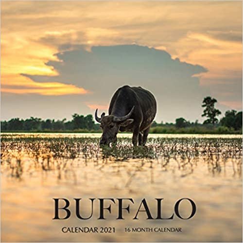 okumak Buffalo Calendar 2021: 16 Month Calendar