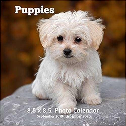 okumak Puppies 8.5 X 8.5 Calendar September 2019 -December 2020: Monthly Calendar with U.S./UK/ Canadian/Christian/Jewish/Muslim Holidays-Cute Dogs Pets
