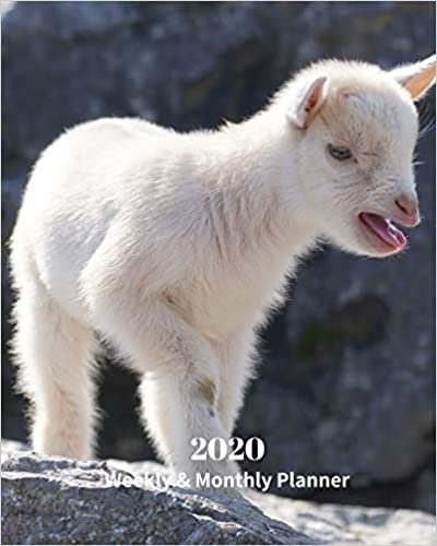 okumak 2020 Weekly and Monthly Planner: White Goat Kid Monthly Calendar with U.S./UK/ Canadian/Christian/Jewish/Muslim Holidays– Calendar in Review/Notes 8 x 10 in.-Nature Animals Baby Goat