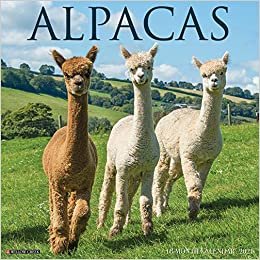 okumak Alpacas 2021 Calendar