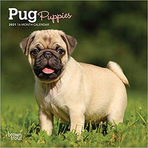 okumak Pug Puppies 2021 Calendar