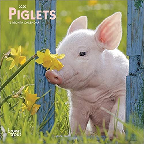 okumak Piglets 2020 Mini Wall Calendar