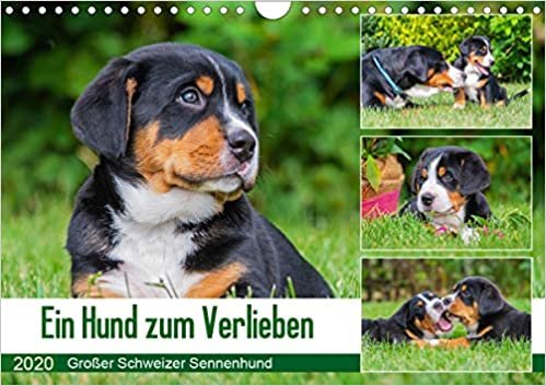 okumak Ein Hund zum Verlieben - Großer Schweizer Sennenhund (Wandkalender 2020 DIN A4 quer): Die größte der Schweizer Sennenhunderassen - der Große Schweizer ... (Monatskalender, 14 Seiten ) (CALVENDO Tiere)
