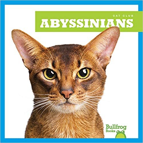 okumak Abyssinians (Cat Club)