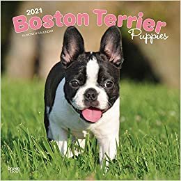 okumak Boston Terriers Puppies 2021 - 16-Monatskalender mit freier DogDays-App: Original BrownTrout-Kalender [Mehrsprachig] [Kalender] (Wall-Kalender)