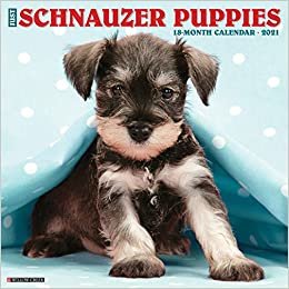 okumak Just Schnauzer Puppies 2021 Calendar