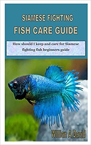okumak SIAMESE FIGHTING FISH CARE GUIDE: How should I keep and care for Siamese fighting fish beginners guide