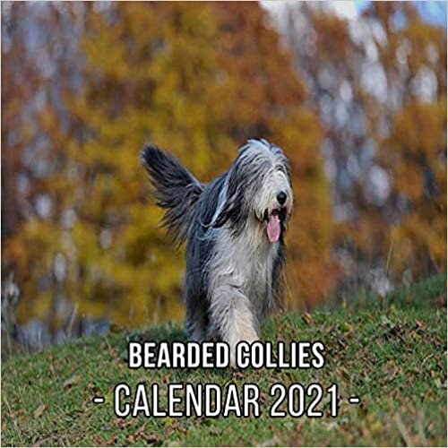 okumak Bearded Collies Calendar 2021: 12-month mini Calendar from Jan 2021 to Dec 2021, Cute Gift Idea For Bearded Collies Lovers Or Owners Men And Women | Pictures in Every Month