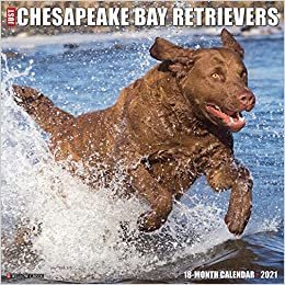 okumak Just Chesapeake Bay Retrievers 2021 Calendar