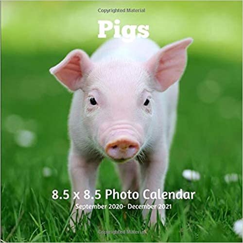 okumak Pigs 8.5 X 8.5 Calendar September 2020 -December 2021: Monthly Calendar with U.S./UK/ Canadian/Christian/Jewish/Muslim Holidays-Farm Animals Nature