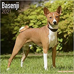 okumak Basenjis - Kongo-Terrier 2021 - 16-Monatskalender: Original Avonside-Kalender [Mehrsprachig] [Kalender] (Wall-Kalender)