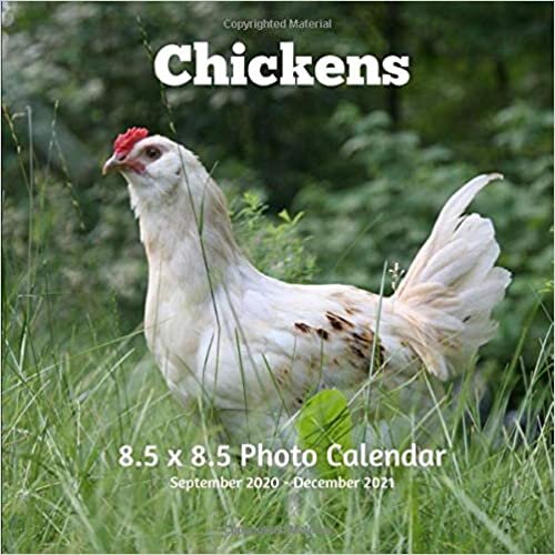 okumak Chickens 8.5 X 8.5 Calendar September 2020 -December 2021: Monthly Calendar with U.S./UK/ Canadian/Christian/Jewish/Muslim Holidays-Farm Animals Nature