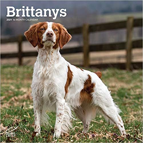 okumak Brittanys - Epagneul Breton 2021 - 16-Monatskalender mit freier DogDays-App: Original BrownTrout-Kalender [Mehrsprachig] [Kalender] (Wall-Kalender)