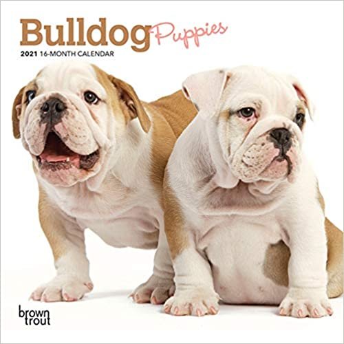 okumak Bulldog Puppies 2021 Calendar