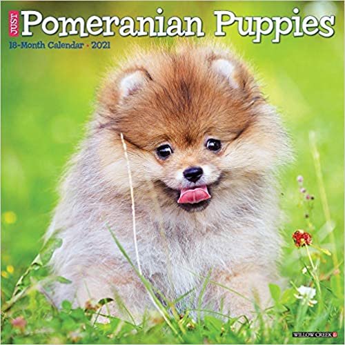 okumak Pomeranian Puppies 2021 Calendar
