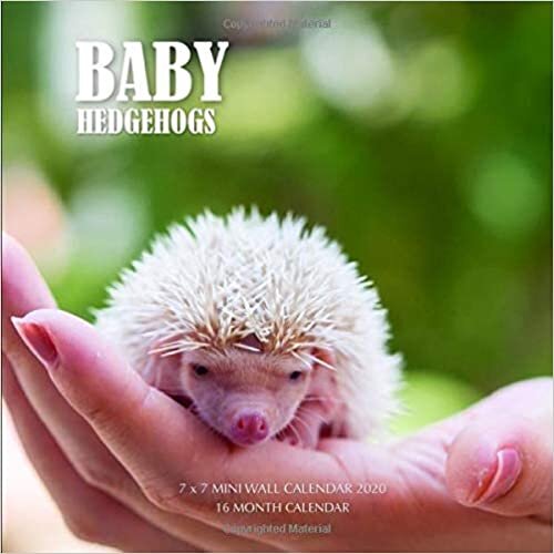 okumak Baby Hedgehogs 7 x 7 Mini Wall Calendar 2020: 16 Month Calendar